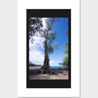 Tall tree Posters and Art